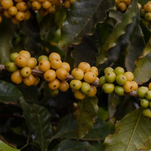 bourbon-amarelo bourbon-amarelo